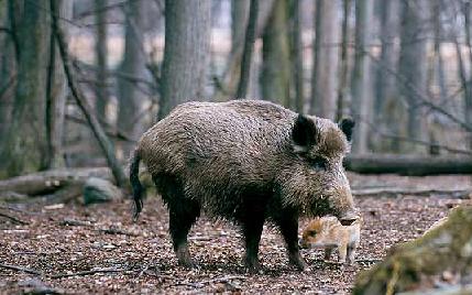  Image name: 00_42 Cinghiale.jpg 
 width: 429 pixel 
 height: 268 pixel 
 Size: 32026 bytes 
 Click to enlarge 